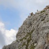 Kozorozec horsky - Capra ibex - Alpine Ibex 0878